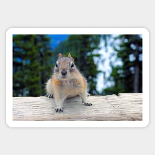 Chipmunk in Banff Alberta in Canada Sticker